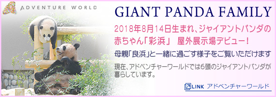 パンダの赤ちゃん誕生!