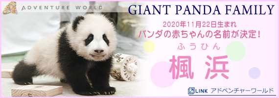 パンダの赤ちゃんの名前が「楓浜」に決定（アドベンチャーワールドWebサイトへリンク）