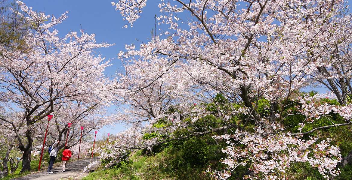 平草原桜まつりの画像